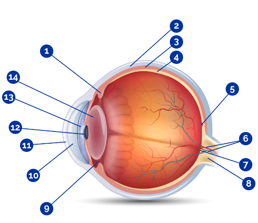 Grafisk fremstilling av øyet